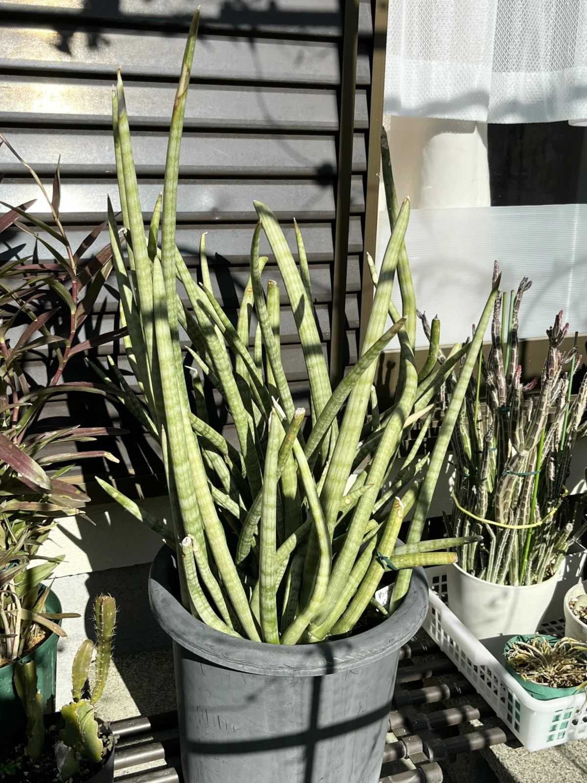 サンセベリア　ボンセレンシス ？