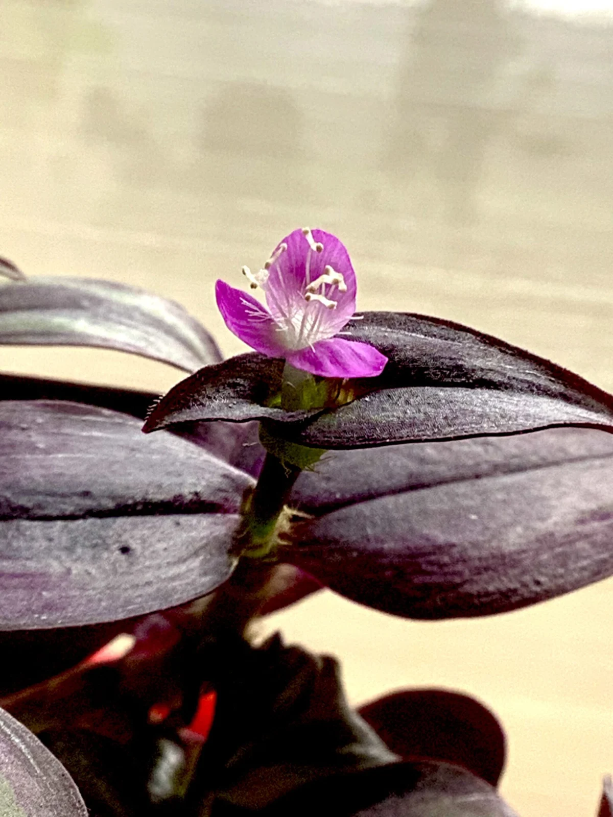 トラディスカンティア　開花