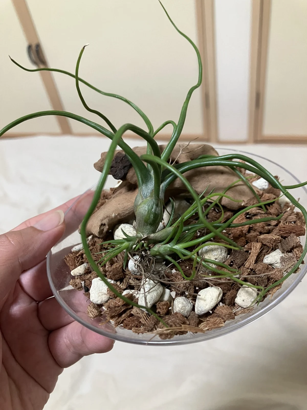 ブルボーサ 子株