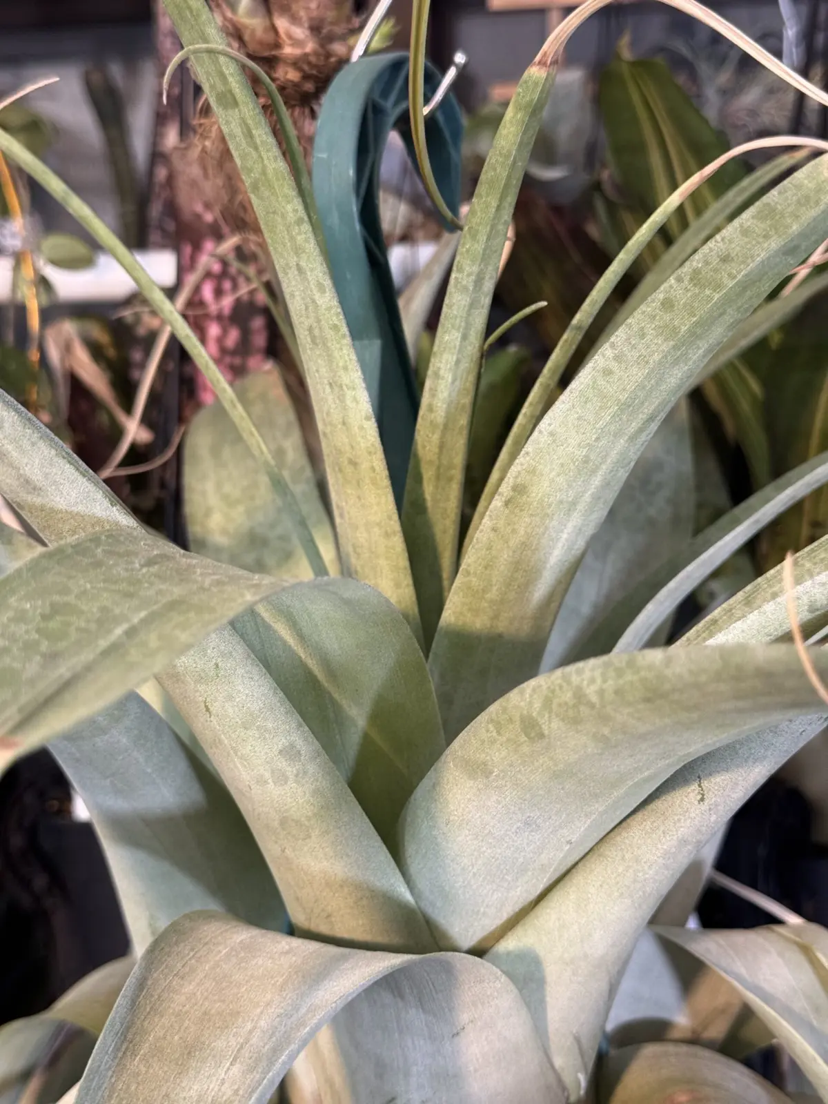 ティランジア　ウトリキュラータ　シミ