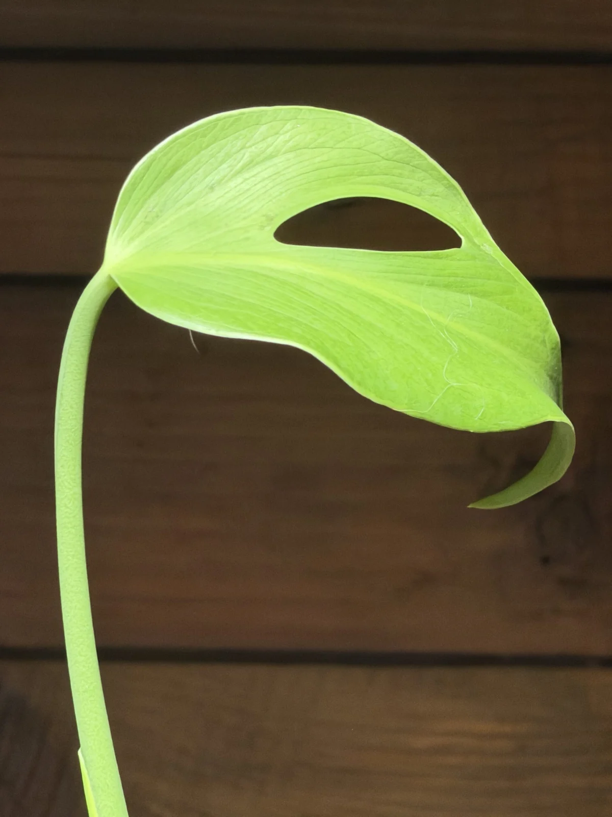 モンステラ バールマルクスフレーム