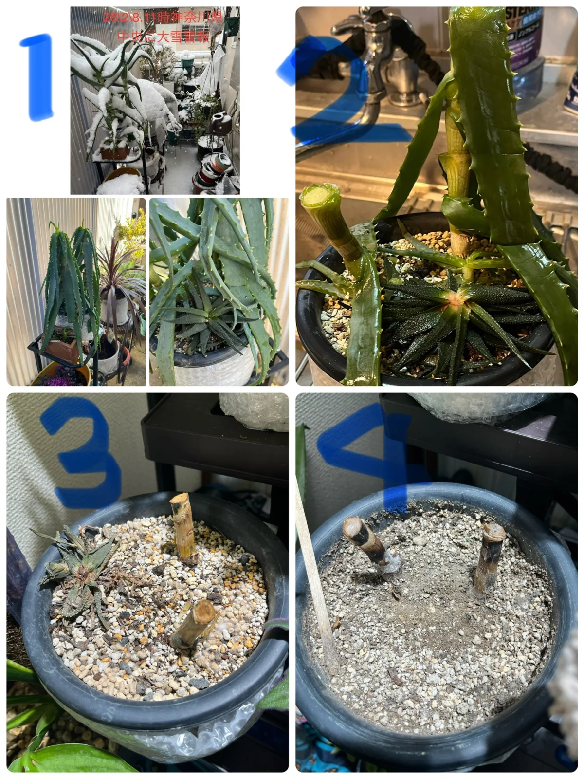 木立アロエ　ハオルチア　積雪　その後