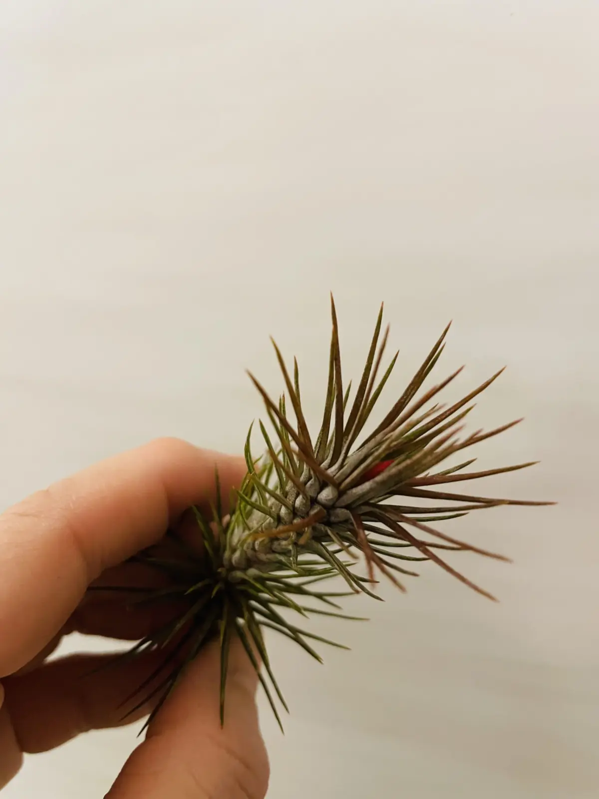 ティランジア フンキアナ 花