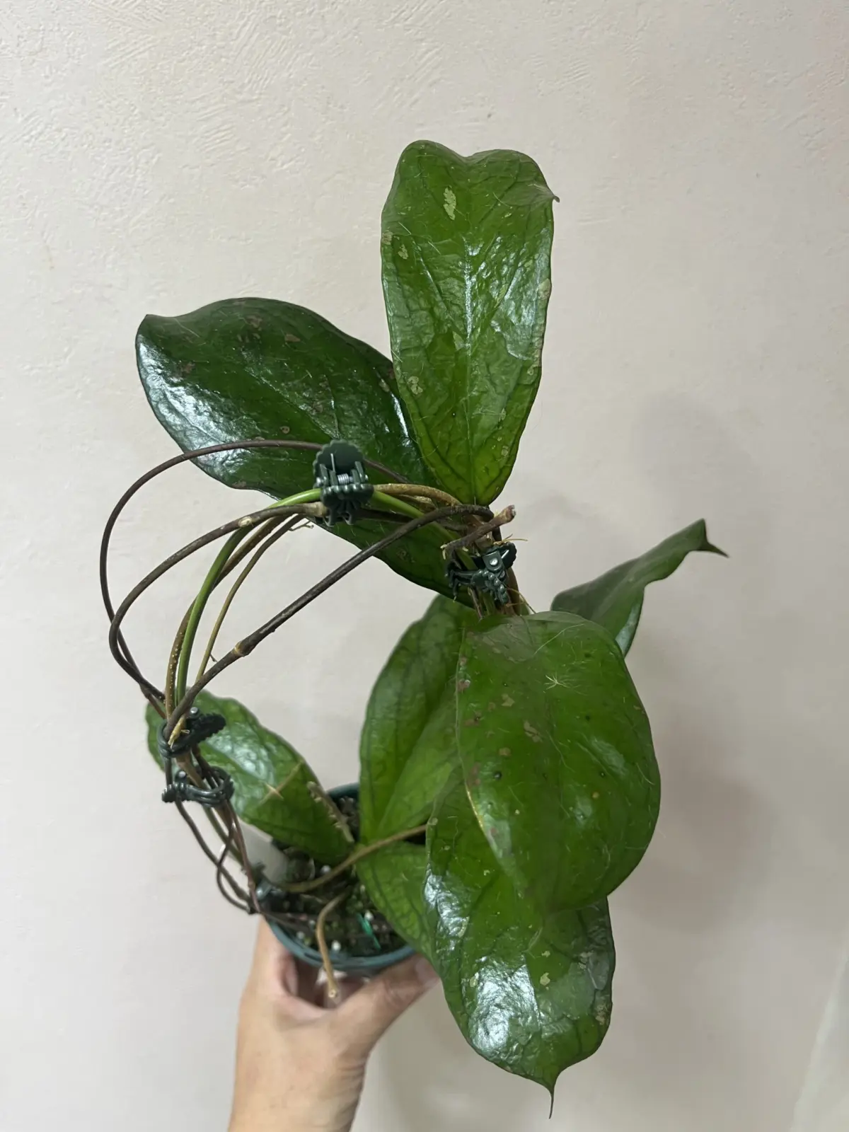 ホヤ　フォーベジーナラ