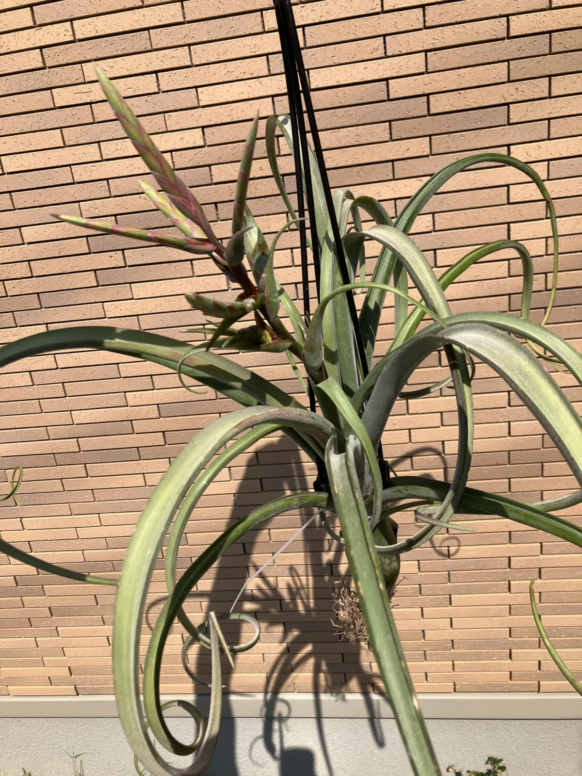 カーリースリム 花芽