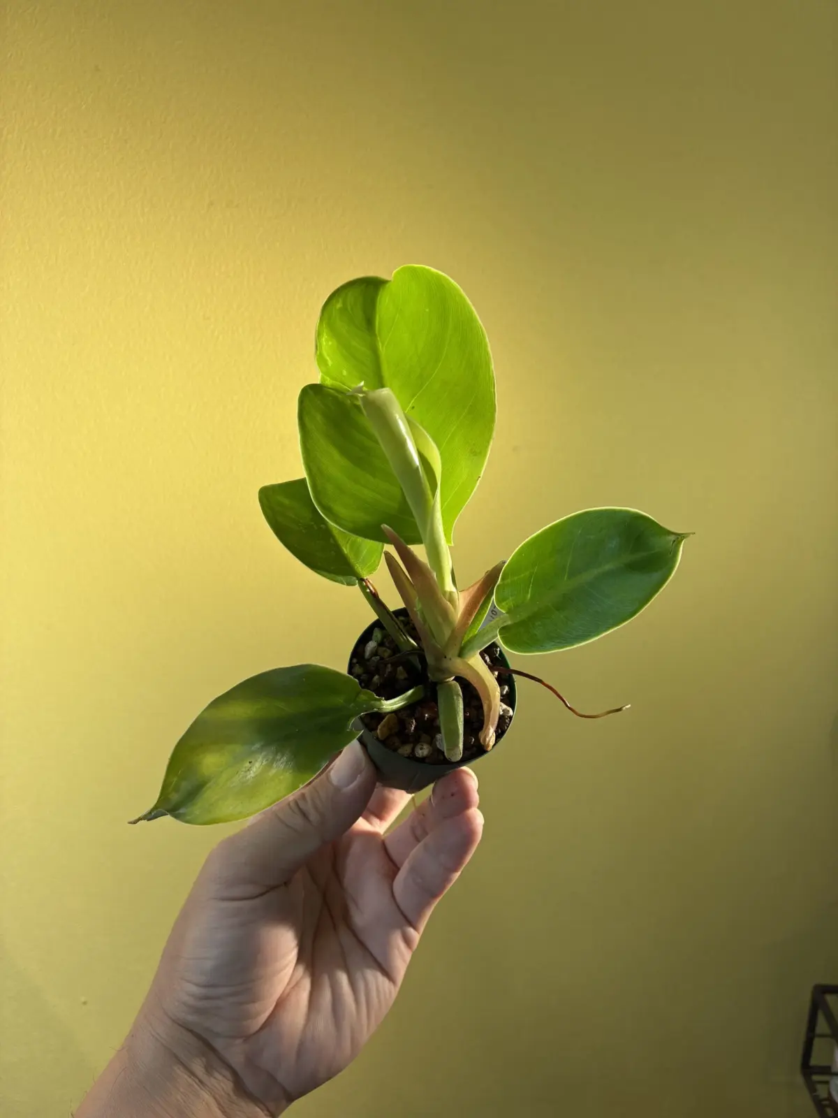 フィロデンドロン　