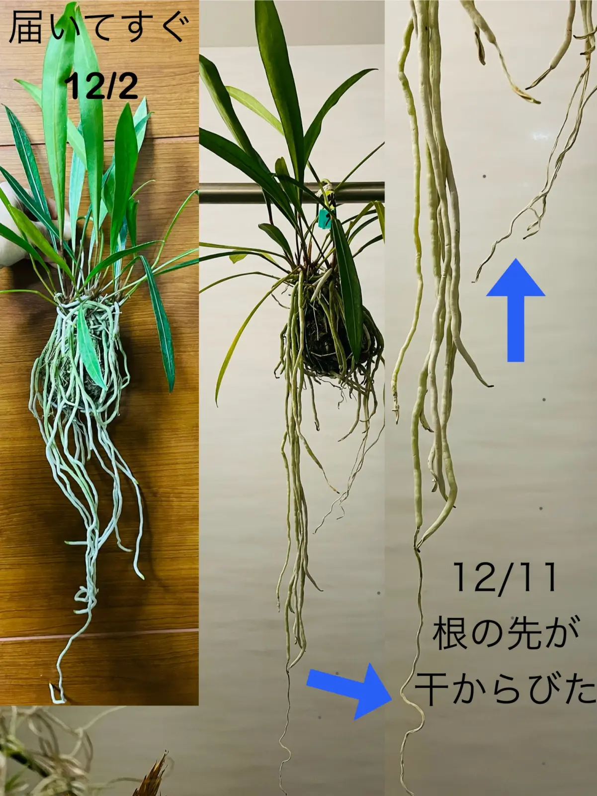 アンスリウム グラシレ 苔玉 根が枯れる
