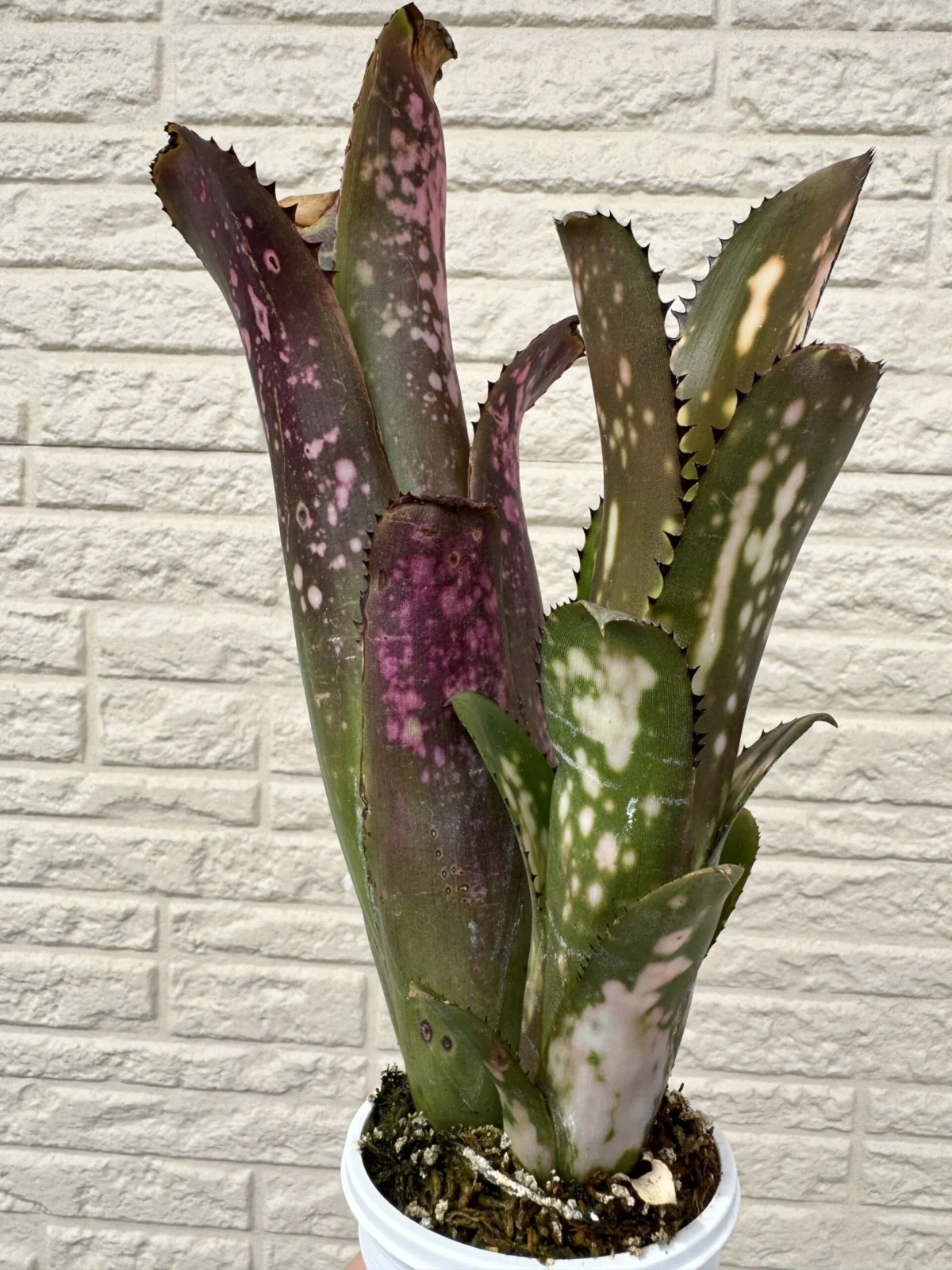 ビルベルギア　コーランシャークバイト