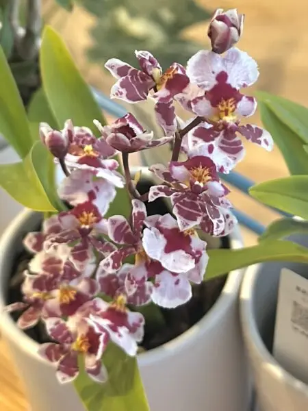 オンシジューム ムーラン 洋蘭 花
