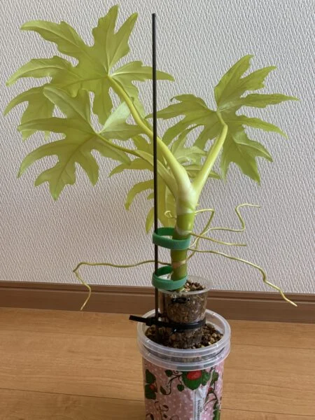 フィロデンドロン ワルセヴィッチオーレア ダサい 応募