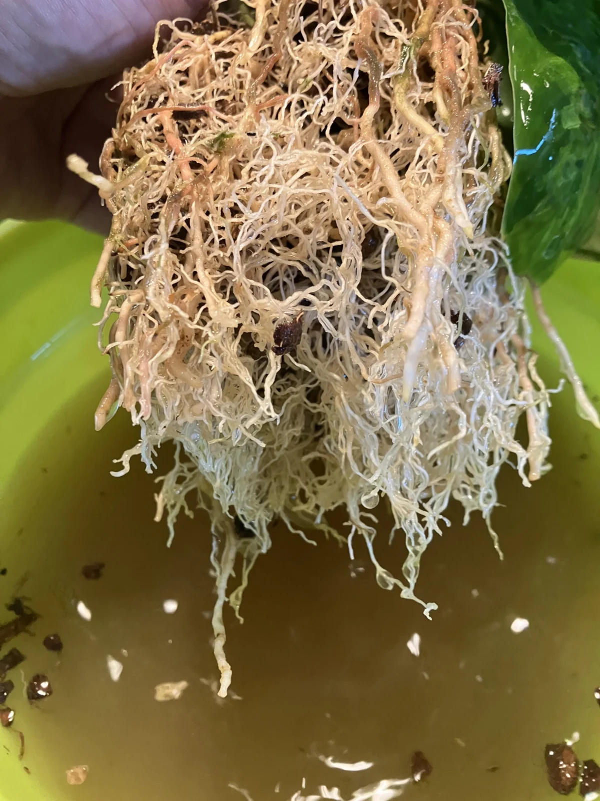 ホマロメナ 根っこ