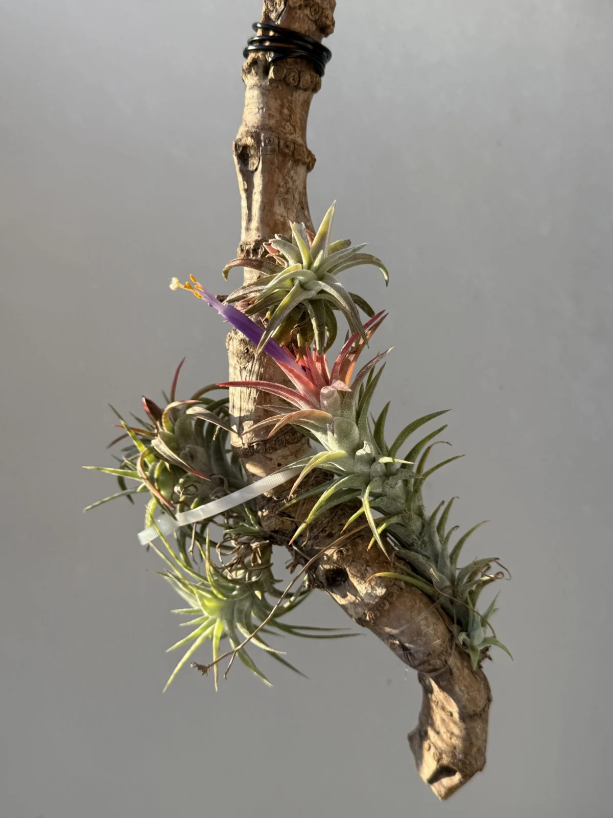 ティランジア バンハイニンギー