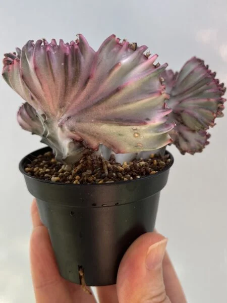 多肉植物　ユーフォルビア　ラクテア　綴化　マハラジャ　挿し木