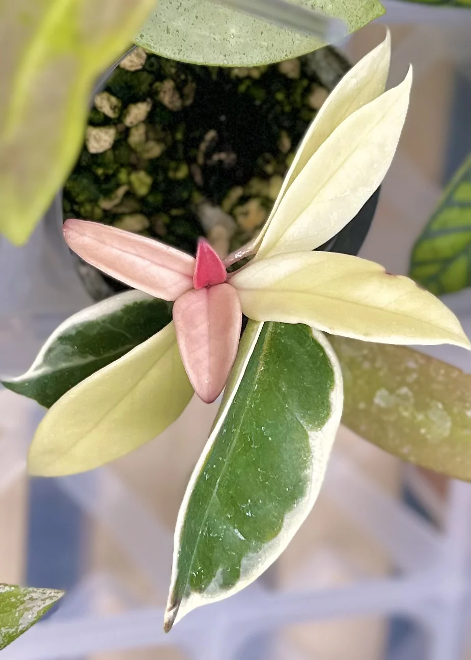 ホヤ　カルノーサ