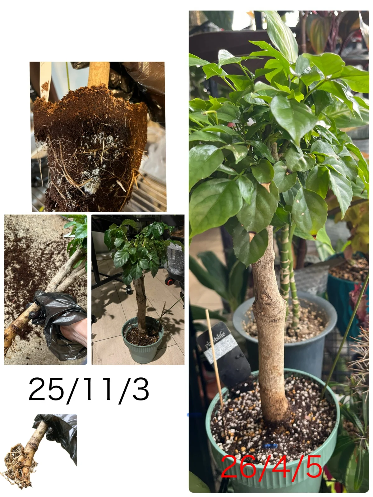 ステレオスペルマム　白絹病Ｘ　菌核　その後