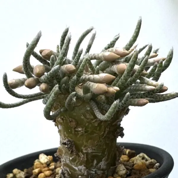 アボニア クイナリア 塊根植物