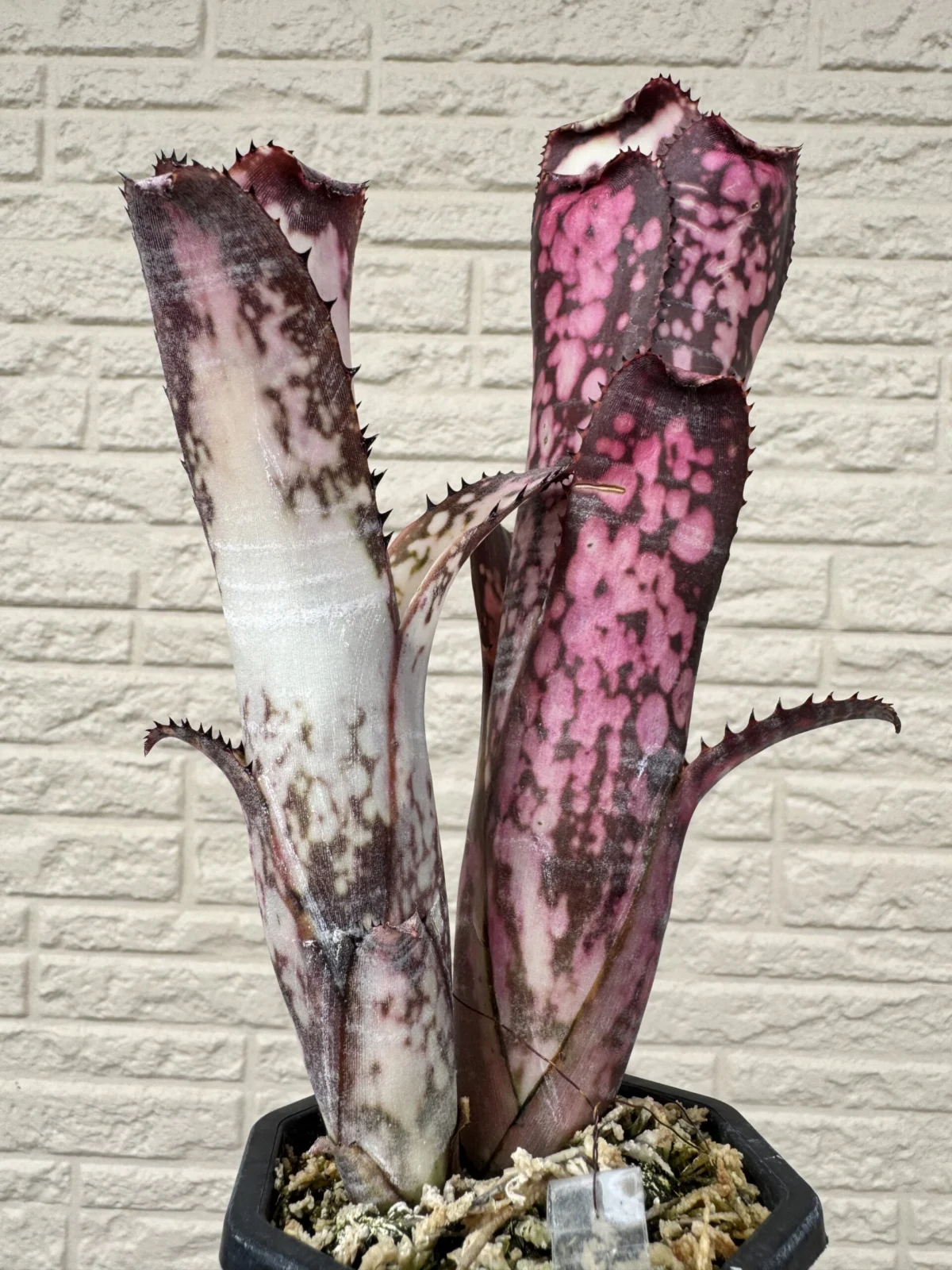 ビルベルギア　ミッドナイトサン