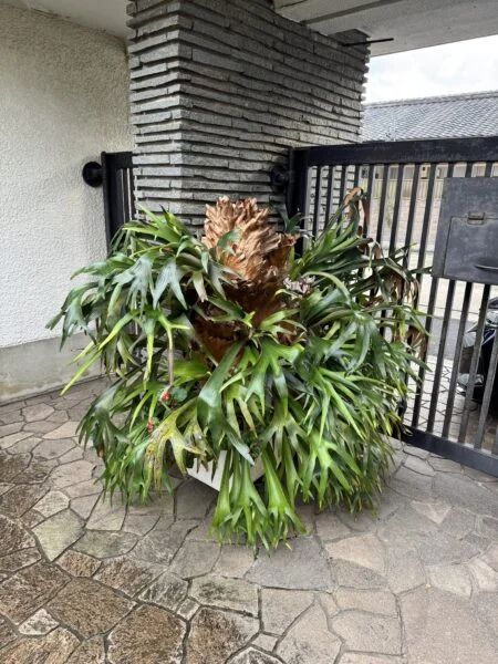 ビカクシダ