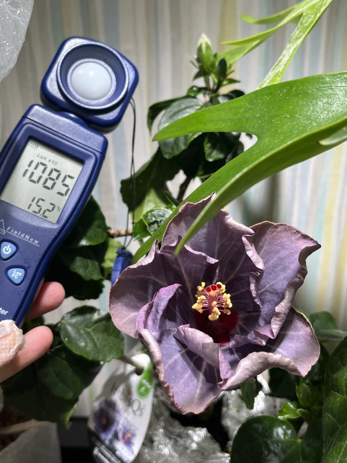 ハイビスカス　ケイト　電球型育成ライト