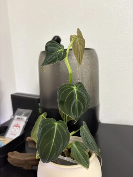 フィロデンドロン メラノクリサム