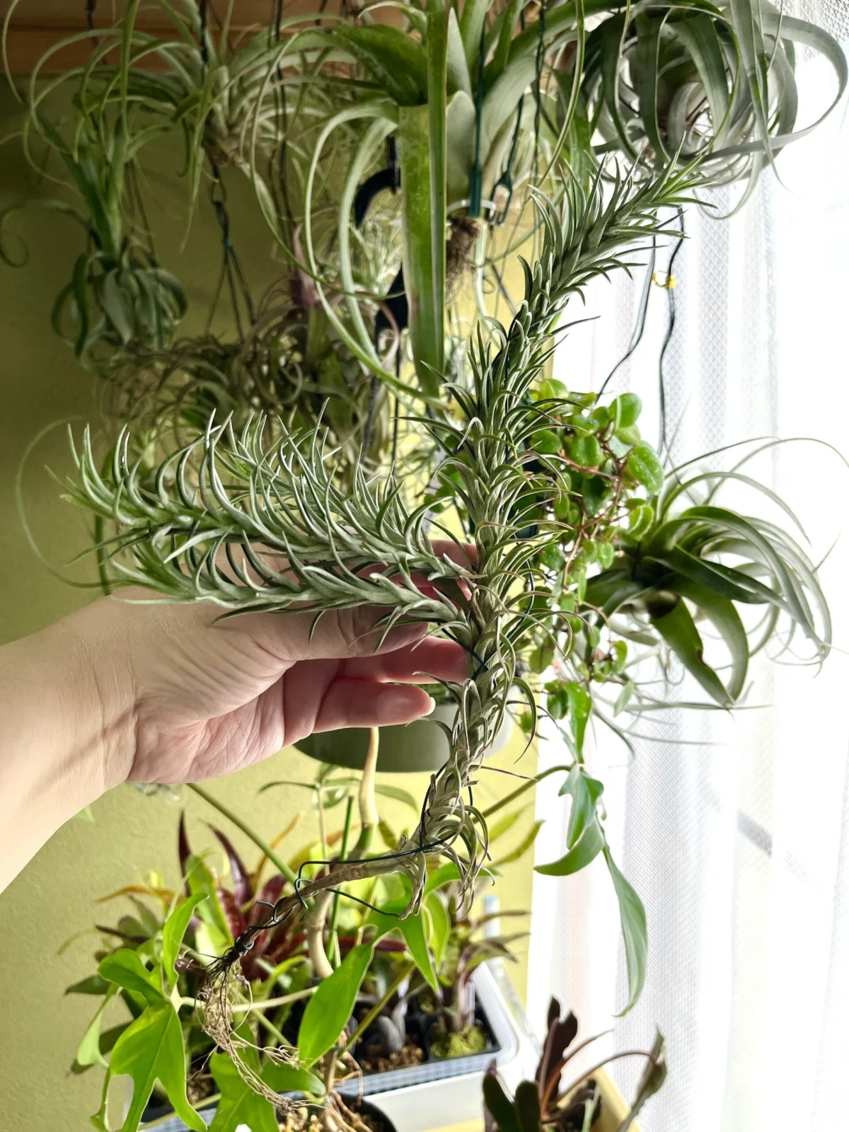 ティランジア　アラウジェイ　長いやつ