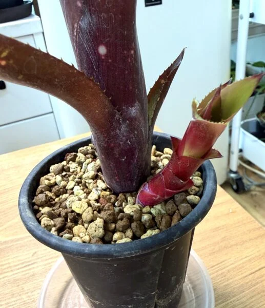 ビルベルギア ロイヤルブラッド