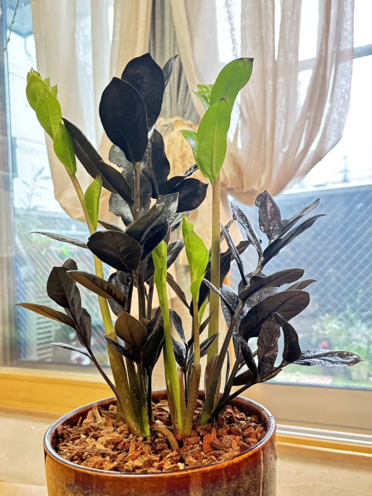 ザミオクルカス　レイブン