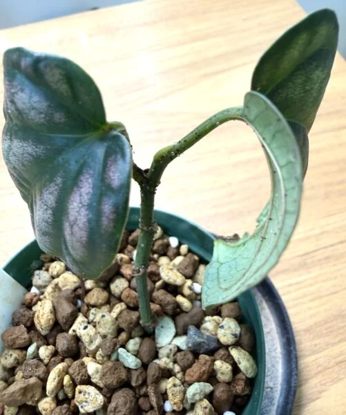 ピぺル　シルバティクム　害虫　分泌物