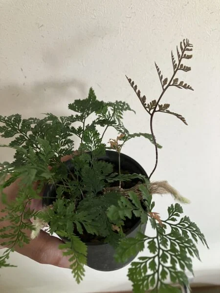 トキワシノブ