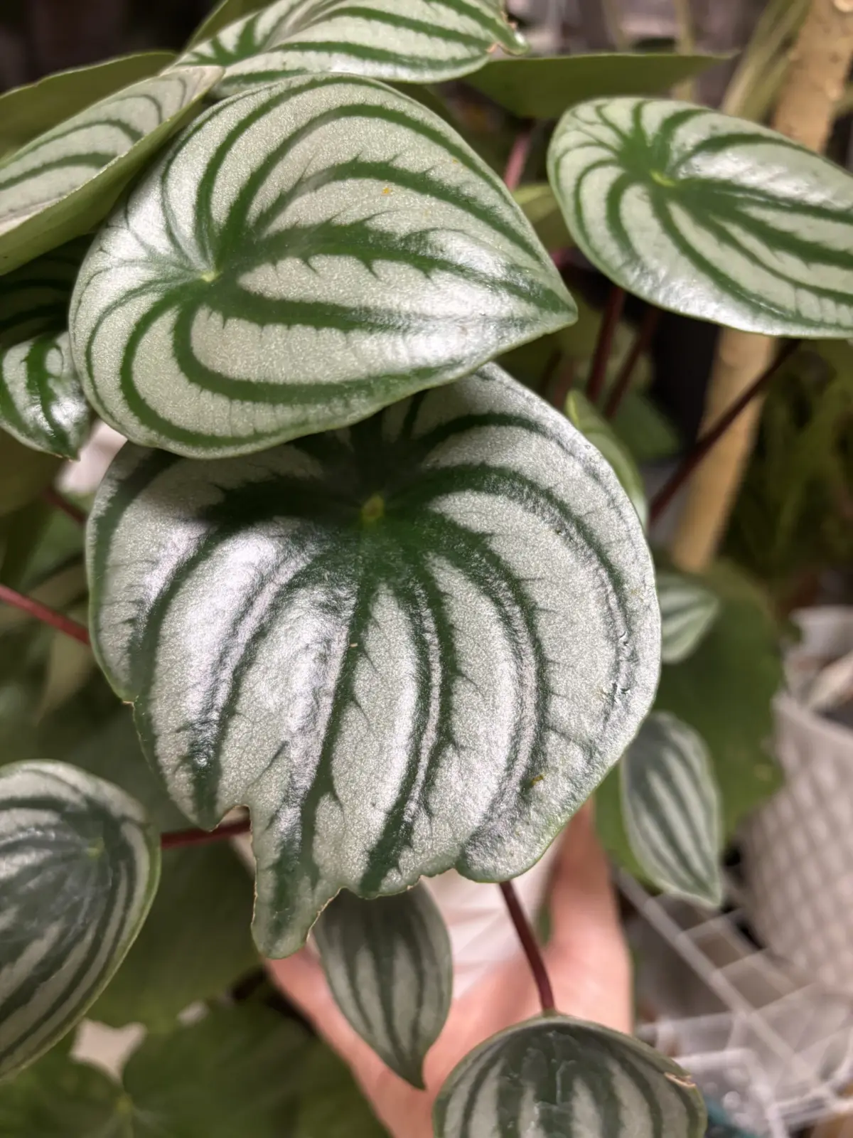 ペペロミア　サンデルシー　害虫　アザミウマ