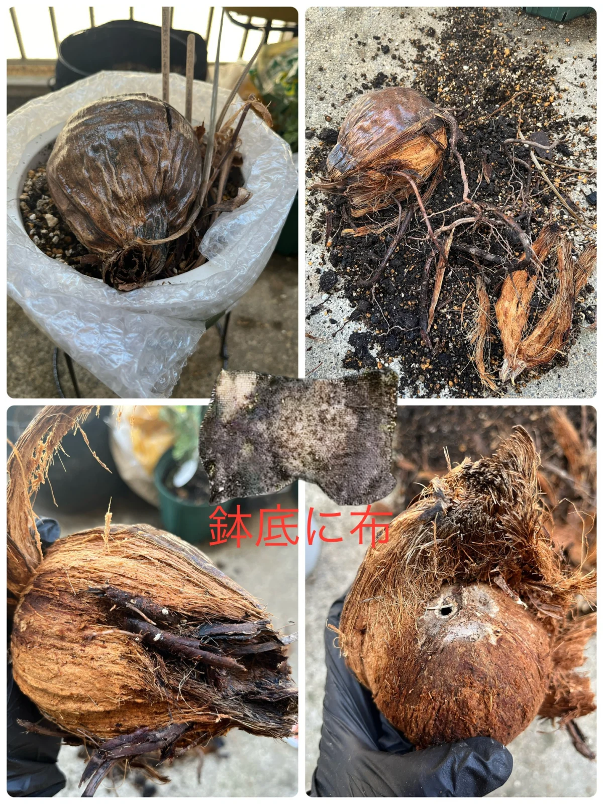 ココヤシ　根腐れ