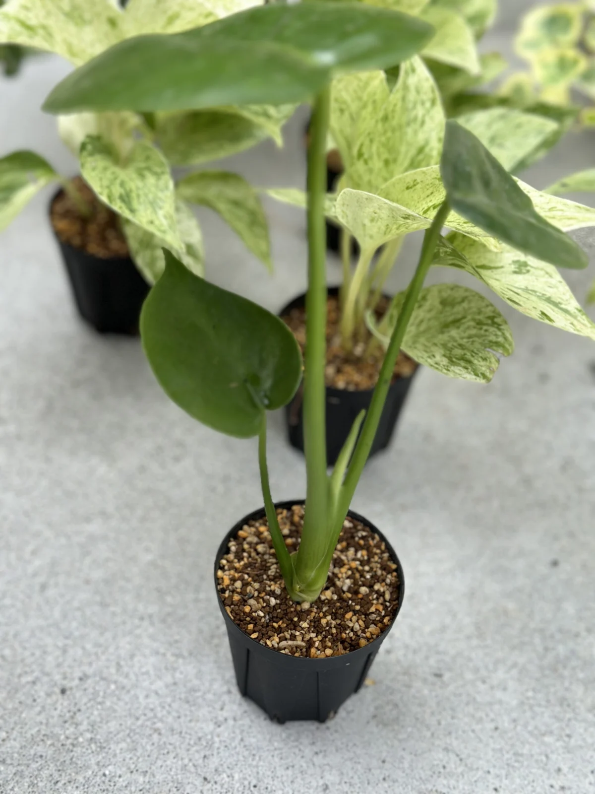 ポトス　マーブルクイーン　横浜