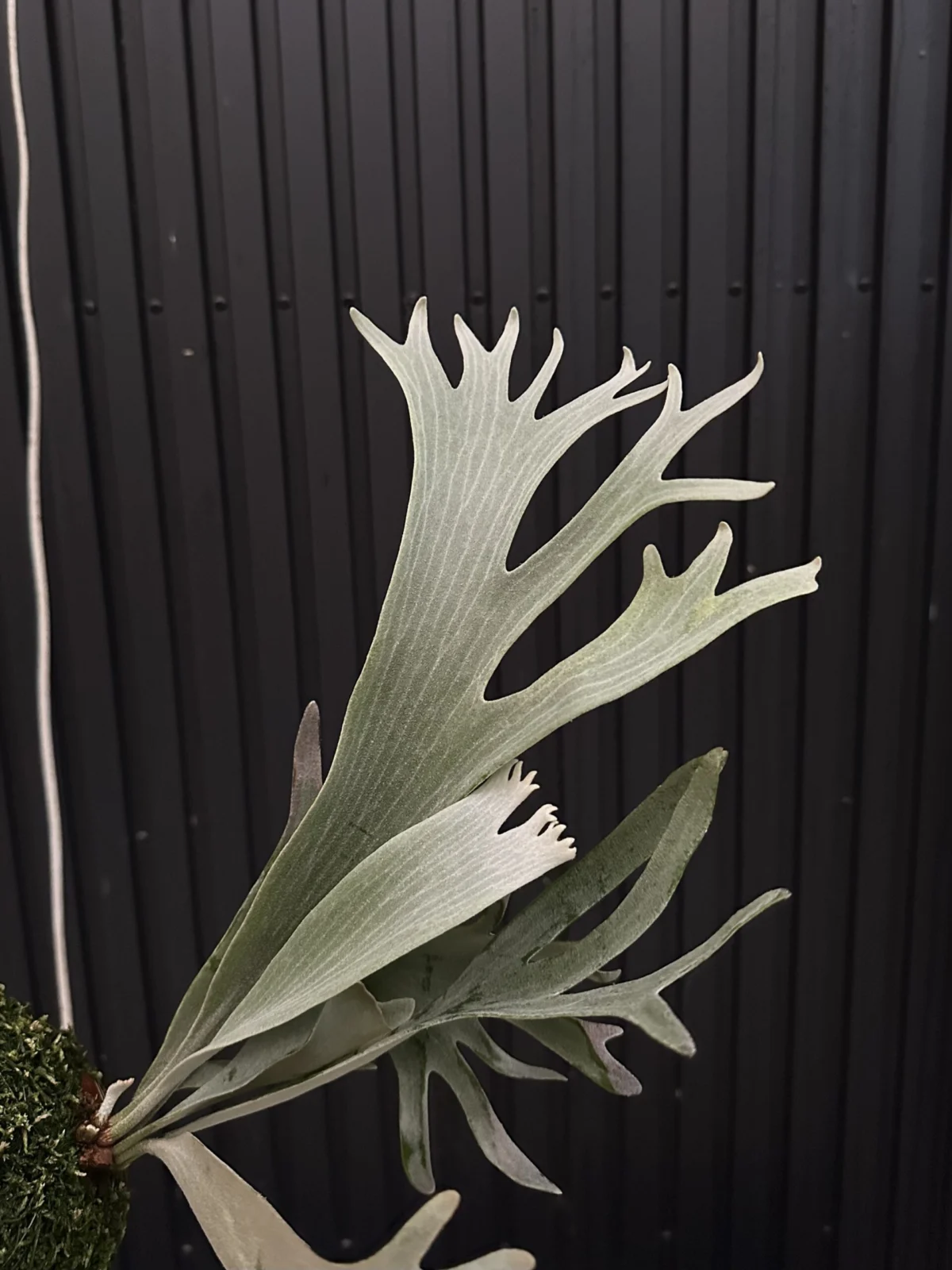 ビカクシダ – Plants Navi