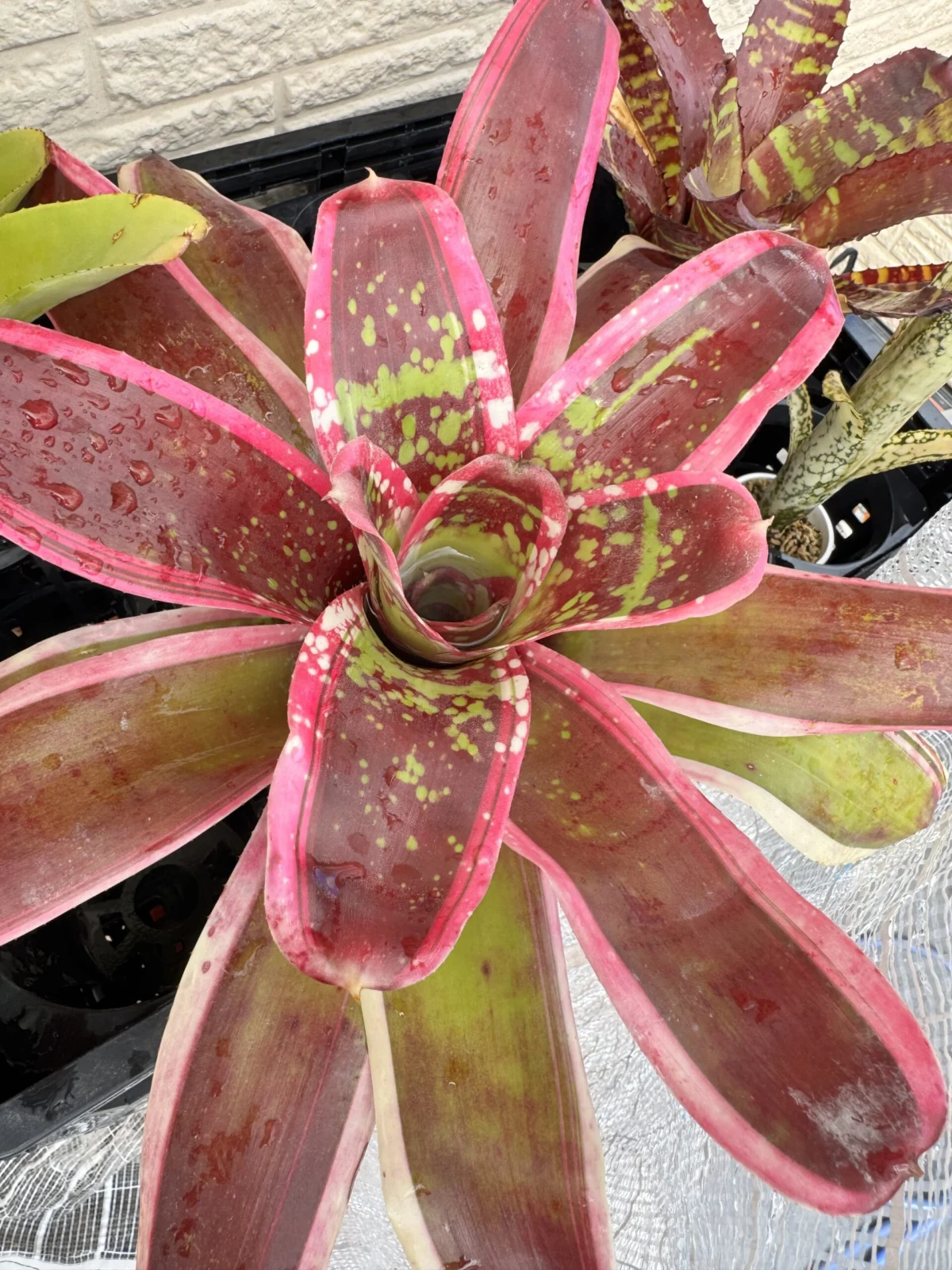 ネオレゲリア　クンビア