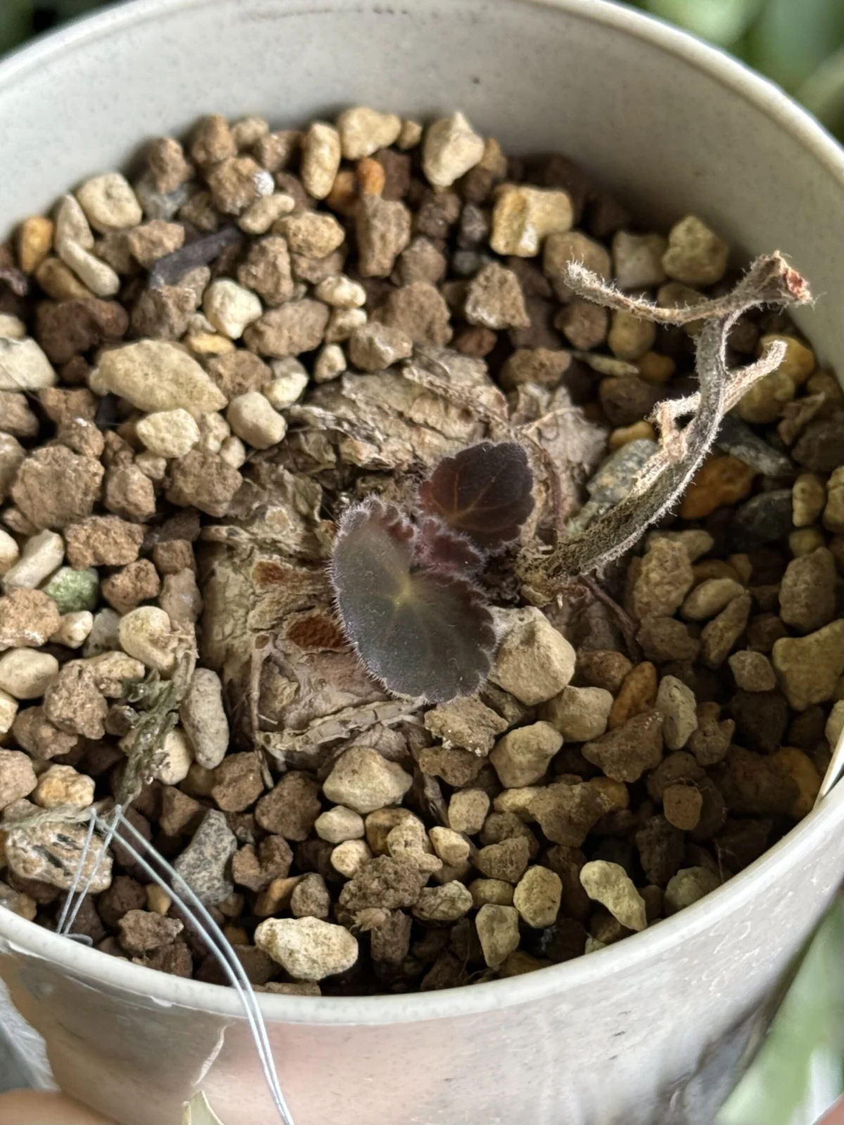 シンニンギア スペシオサ ペリドッツ ダースベイダー