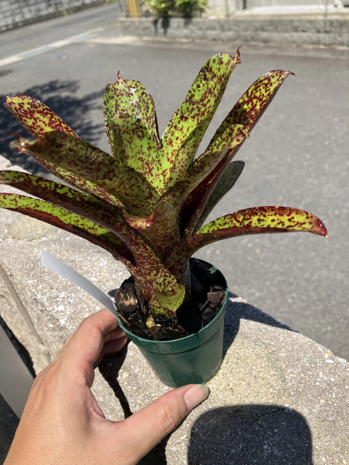 ネオレゲリア – Plants Navi ネオレゲリア – Plants Navi