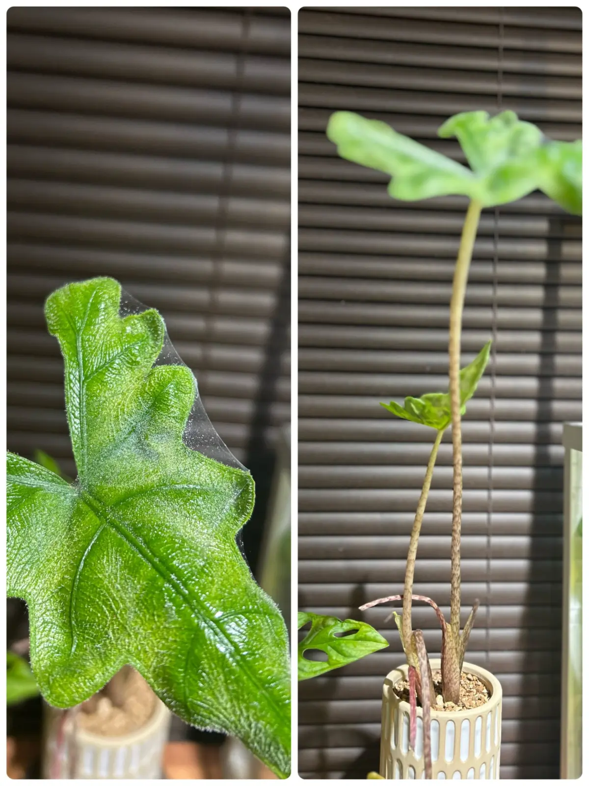 アロカシア　不明