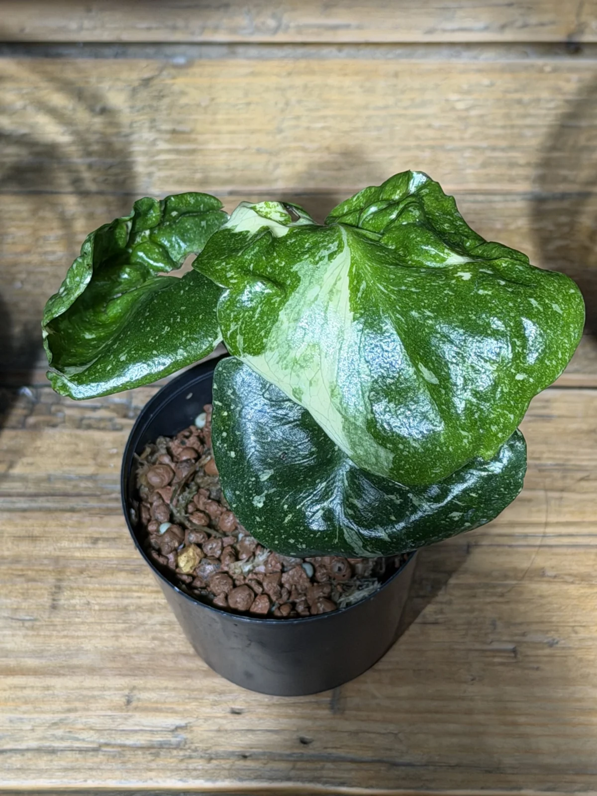 モンステラ タイコンステレーション ミューテーション