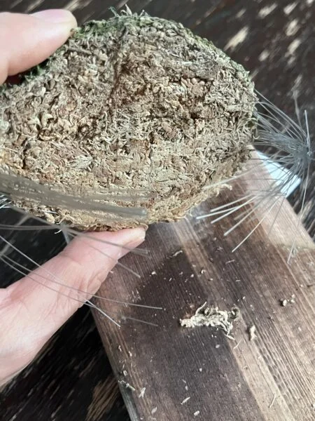 ビガクシダ ベイチー 胞子葉が取れる