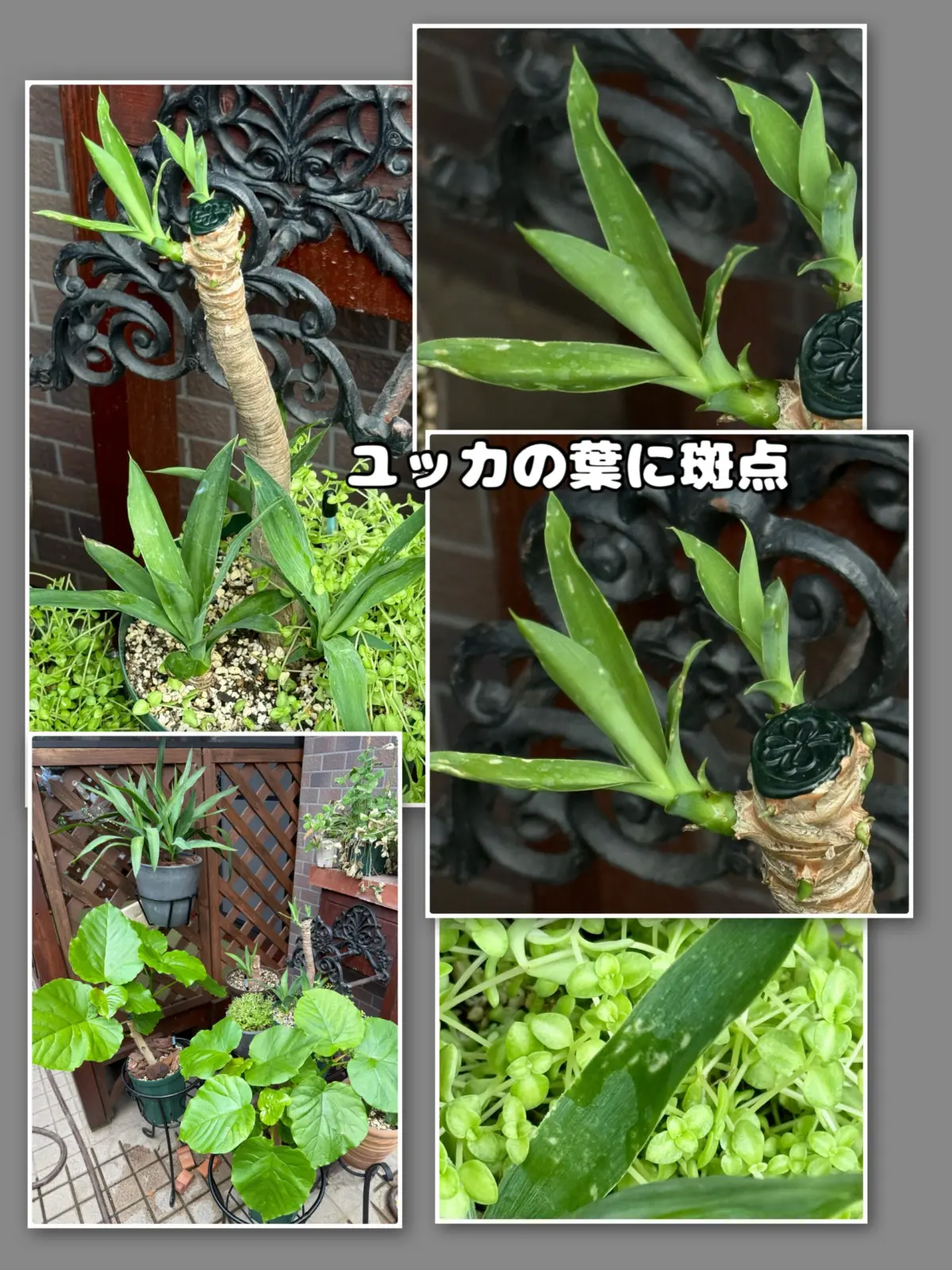 ユッカ