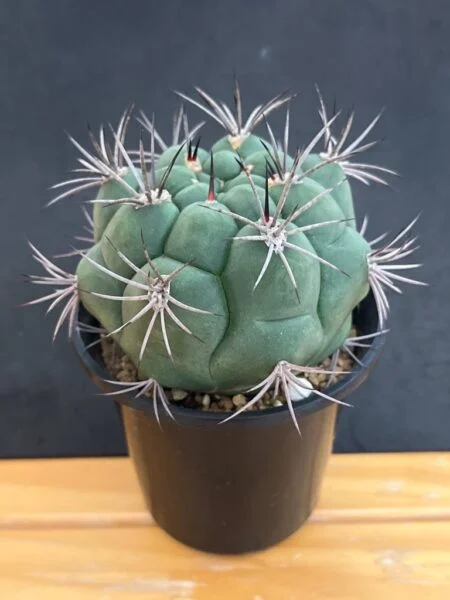 ギムノカリキウム サグリオニス 新天地 サボテン