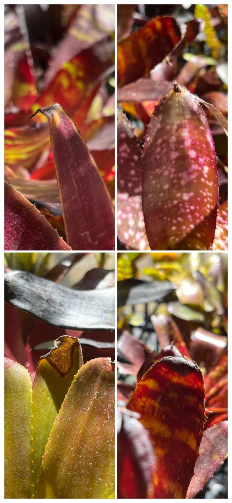 ネオレゲリア　ビルベルギア　葉先の枯れ