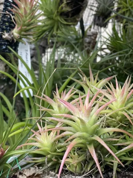 ティランジア　イオナンタ　バンハイニンギー