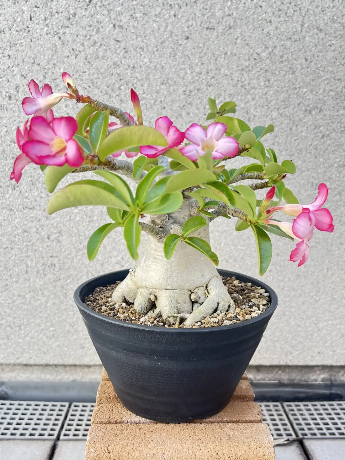 アデニウム　花