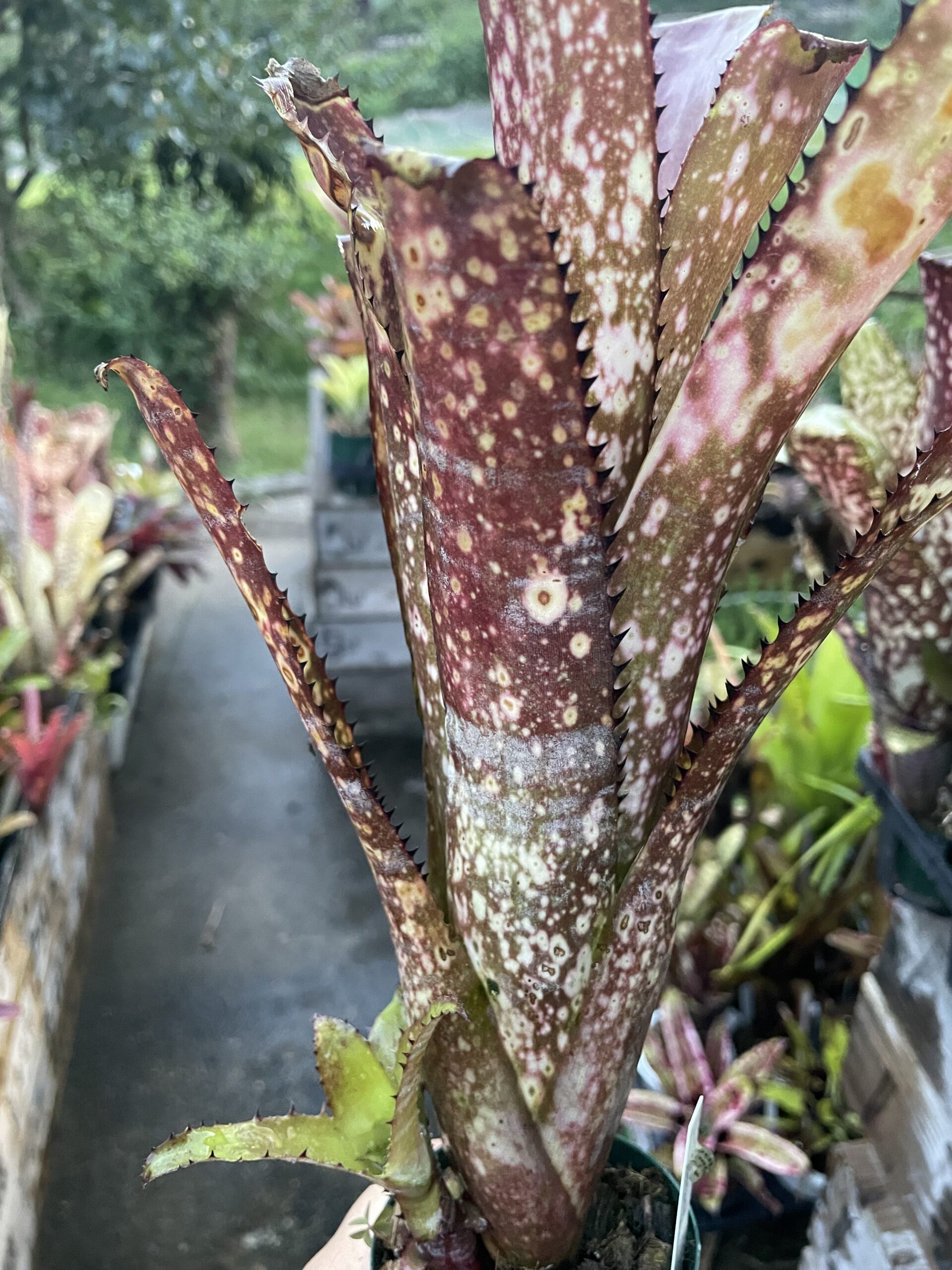 ビルベルギア　コーランアポカリプティック