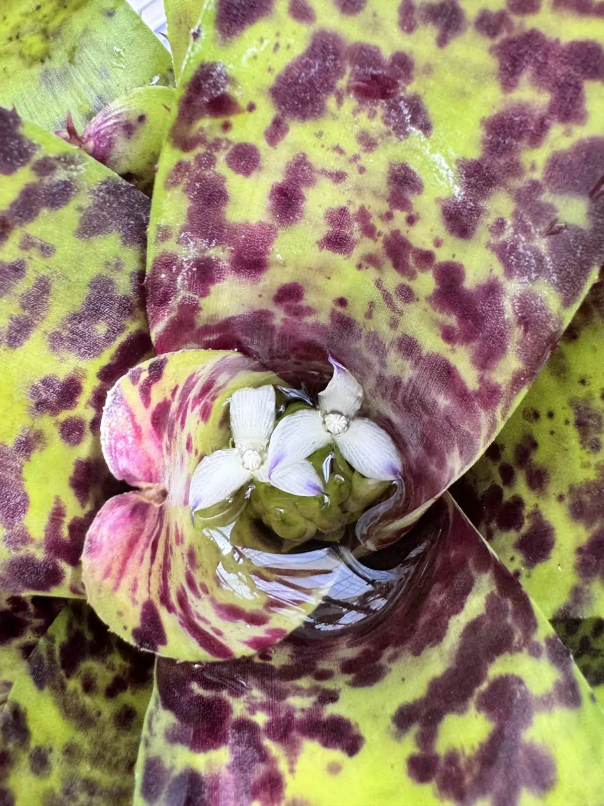 ネオレゲリア　キャビア　花