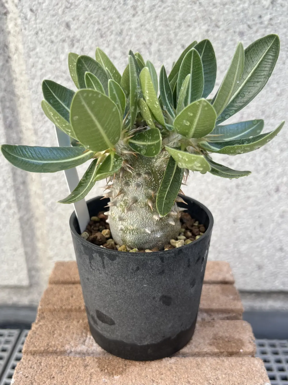 パキポディウム　恵比寿大黒