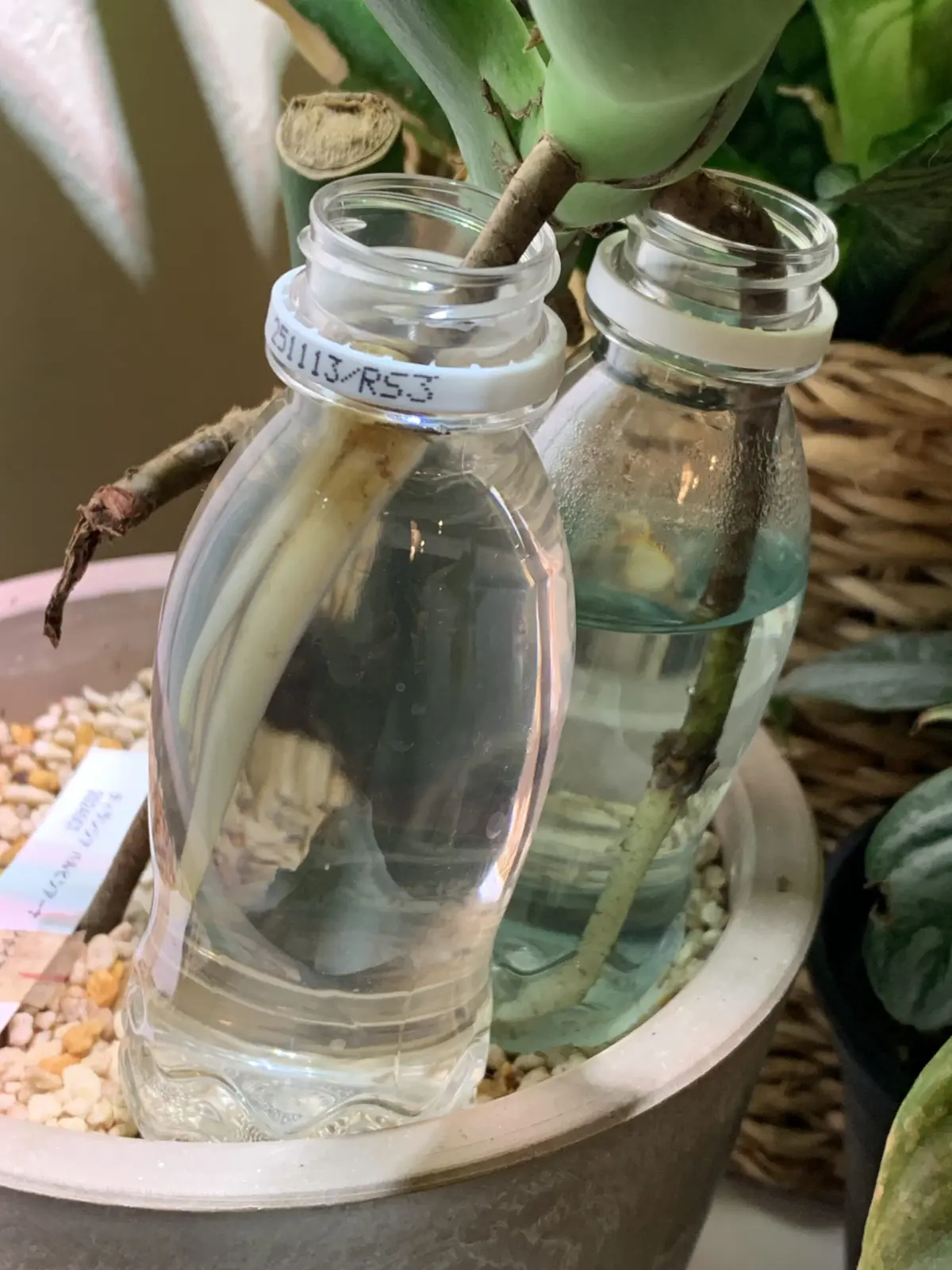 モンステラ　デリシオーサ　気根　ダサいやつ