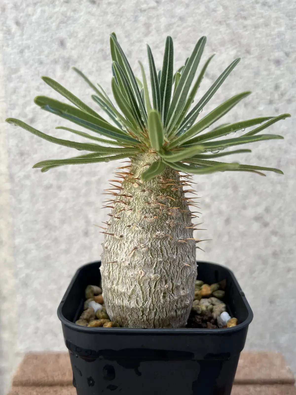 パキポディウム　グラキリス　実生