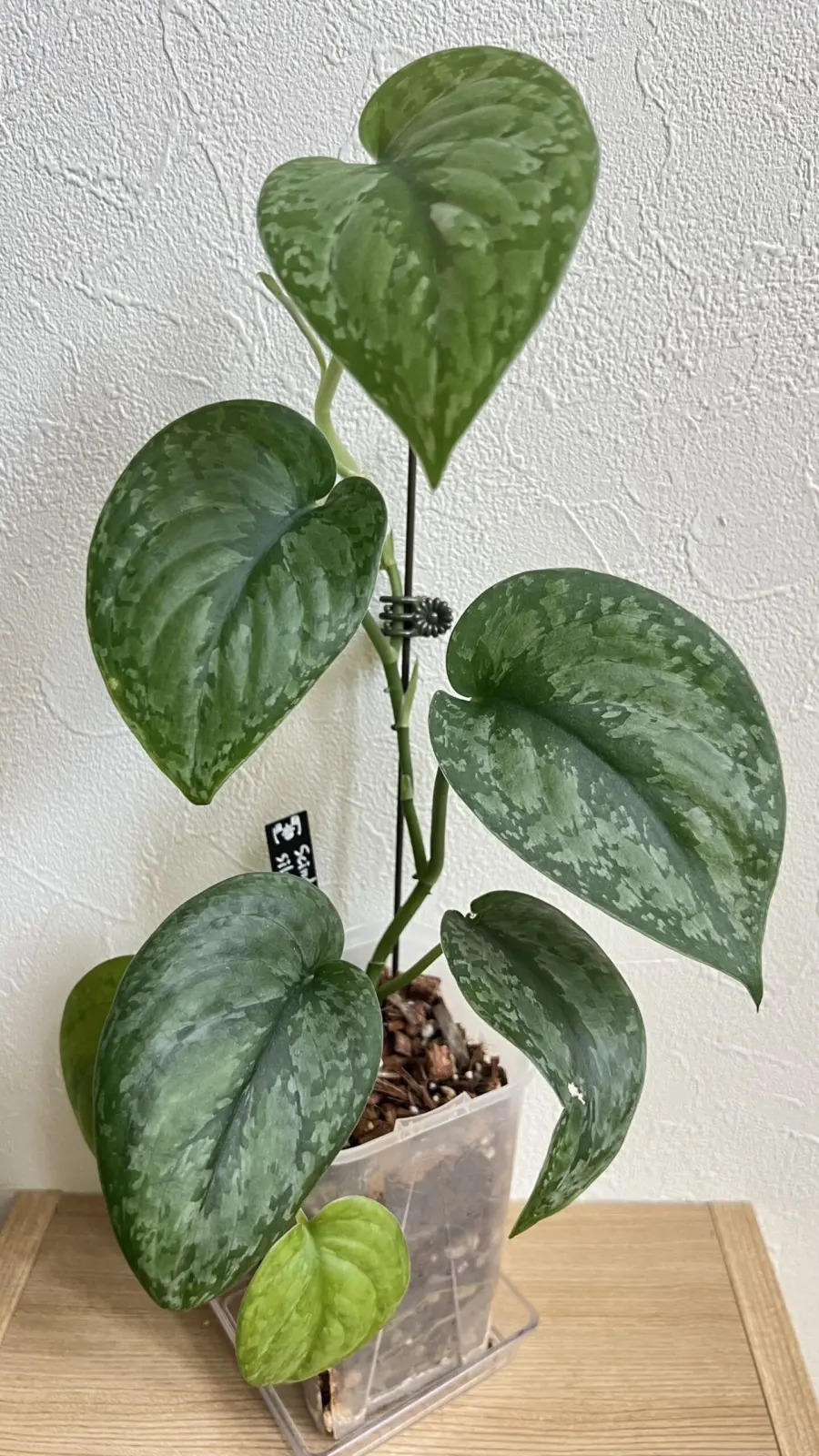 スキンダプサス　シルバースプラッシュ　成長記録011